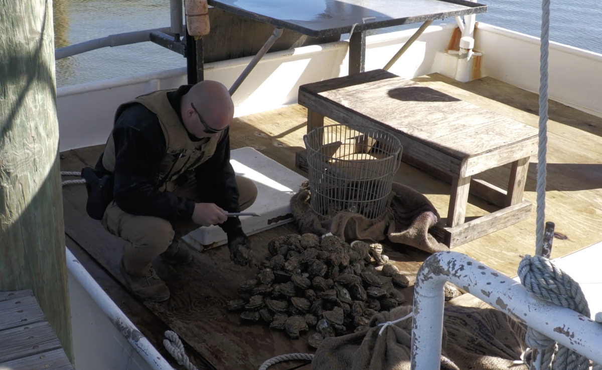 An officer with the Mississippi Department of Marine Resources checked oysters on a boat at the Pass Christian Harbor.